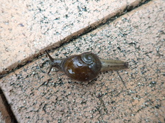 Paramesotriton hongkongensis