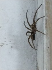 Kukulcania hibernalis