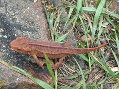 Paramesotriton hongkongensis