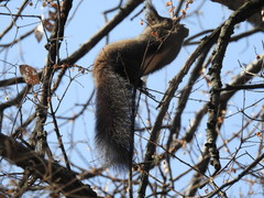 Sciurus vulgaris