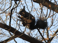 Sciurus vulgaris