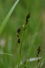 Carex muricata
