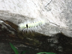 Paramesotriton hongkongensis