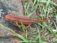 Paramesotriton hongkongensis