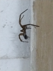 Kukulcania hibernalis