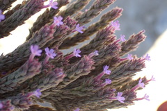 Argentinisches Eisenkraut (Verbena bonariensis): Herkunft und Verwendung — Foto 2