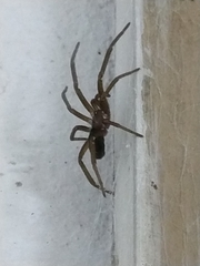 Kukulcania hibernalis