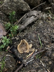 Peziza fimeti