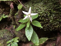 Argostemma solaniflorum