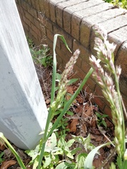 Dactylis glomerata