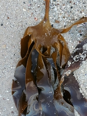 Laminaria pallida