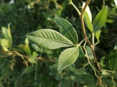 Searsia pyroides pyroides