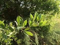 Searsia pyroides pyroides
