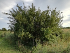 Searsia pyroides pyroides