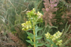 Penaea cneorum gigantea