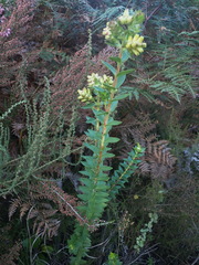 Penaea cneorum gigantea
