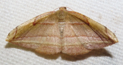 Loxotephria padanga