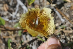 Calochortus weedii intermedius
