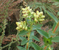 Penaea cneorum gigantea