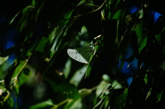 Morpho polyphemus polyphemus