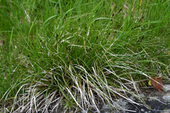 Carex muricata