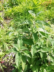 Buddleja davidii