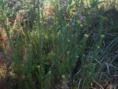 Penaea cneorum gigantea