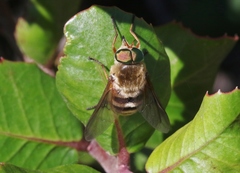 Stonemyia californica