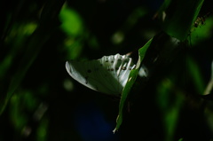 Morpho polyphemus polyphemus