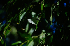 Morpho polyphemus polyphemus