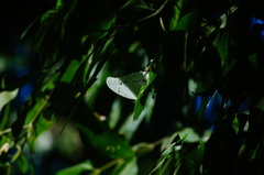 Morpho polyphemus polyphemus