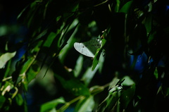 Morpho polyphemus polyphemus