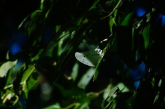 Morpho polyphemus polyphemus