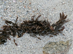 Anthophycus longifolius