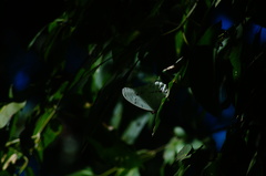 Morpho polyphemus polyphemus