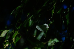 Morpho polyphemus polyphemus