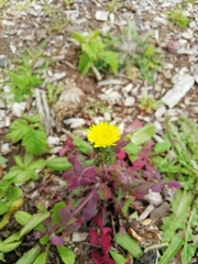 Sonchus oleraceus