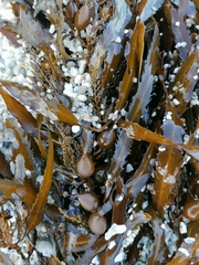 Anthophycus longifolius