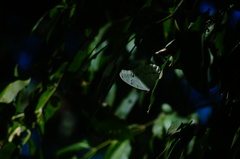 Morpho polyphemus polyphemus