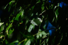 Morpho polyphemus polyphemus