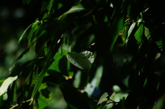 Morpho polyphemus polyphemus