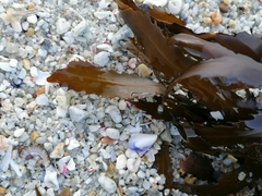 Anthophycus longifolius