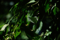 Morpho polyphemus polyphemus