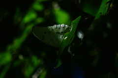 Morpho polyphemus polyphemus