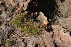 Xerophyta adendorffii