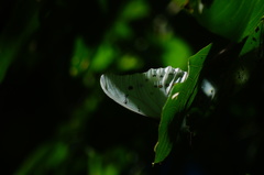 Morpho polyphemus polyphemus