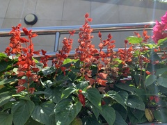 Salvia splendens