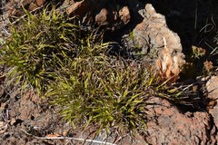 Xerophyta adendorffii