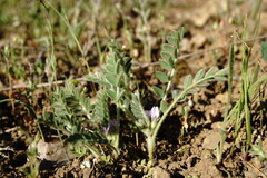 Astragalus sinaicus