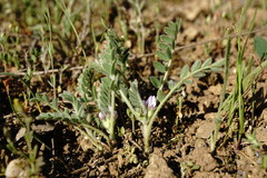 Astragalus sinaicus